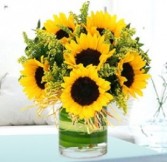 Sunflower Sunshine