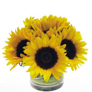 Sunflower Sunshine cylinder arr in Fairfield, CT | Blossoms at Dailey's Flower Shop