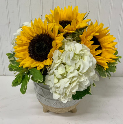 Sunflower Surprise
