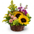 Sunflower woodlands 