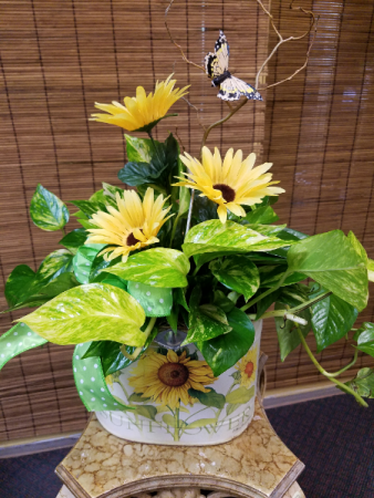 Sunflowers and pothos 