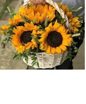 Sunflowers Basket Fresh sunflowers 