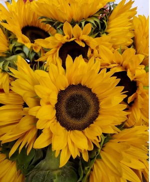 Sunflower Designers Choice  Mix of Sunflowers & fresh flowers