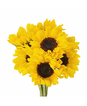 Sunflowers Starting at $2.49 per stem