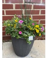 Sunglasses Combo Patio Pot