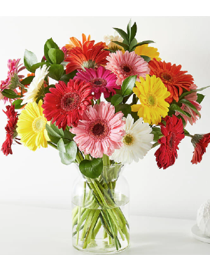 Sunkissed Gerbera Bouquet 15 Gerberas