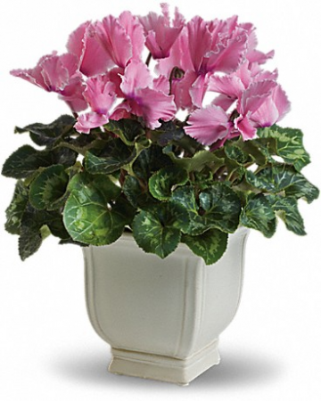 Sunny Cyclamen Blooming Plant