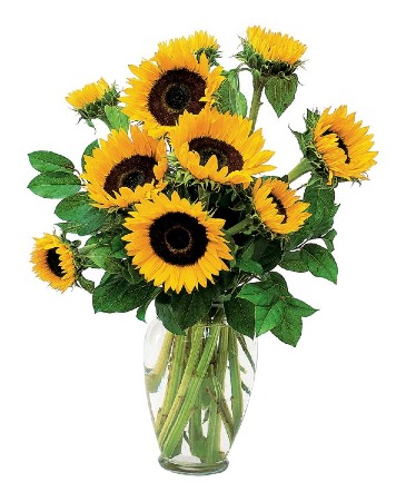 Sunshine Yellow Bouquet Vase Sunflowers in Spokane, WA | FOUR SEASONS PLANT & FLOWER SHOP