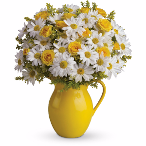 Sunny Day Pitcher of Daisies Bouquet by Teleflora in Port Moody, BC | MAPLE FLORIST Sunny Day Pitcher of Daisies Bouquet by Teleflora in Port Moody, BC | MAPLE FLORIST