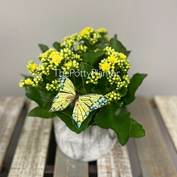 Sunny Kalanchoe Plant