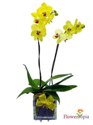 Sunny Orchid Mini Orchid Plant