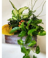 Gorgeous Plant Garden Custom, Premium, Luxury