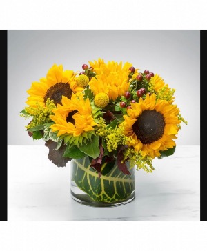 Sunny sunflowers  
