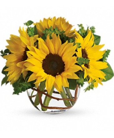 Sunny Sunflowers Arrangements under $50.00  in Edmonton, AB | PETALS ON THE TRAIL