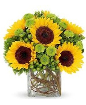 Sunny Sunflowers Bouquet Sunflowers • Neon-Green Button Poms • Green Hypericum • Jade Trachelium • Modern Square Vase