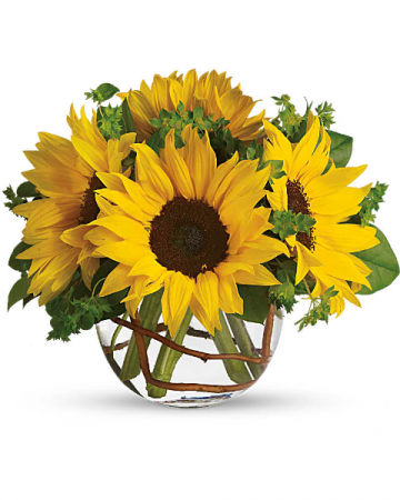 Sunny Sunflowers -T152-2C Everyday in East Templeton, MA | Valley Florist & Greenhouse