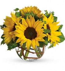 Sunny Sunflowers  Fresh arrangenment