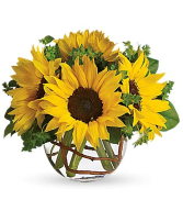 Sunny Sunflowers  low compact 