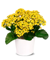 Sunny Yellow  Kalachoe 