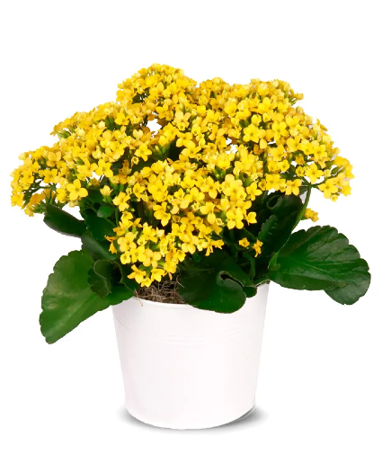 Sunny Yellow Kalachoe
