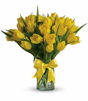 Sunny Yellow Tulips 
