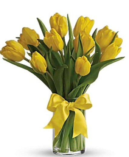 Sunny Yellow Tulips 