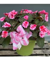 SunPatiens Red Candy Patio Pot