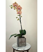 Sunset Lace  Phalaenopsis Orchid 