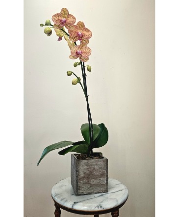 Sunset Lace Phalaenopsis Orchid in Cape Coral, FL | ENCHANTED FLORIST OF CAPE CORAL Sunset Lace Phalaenopsis Orchid in Cape Coral, FL | ENCHANTED FLORIST OF CAPE CORAL