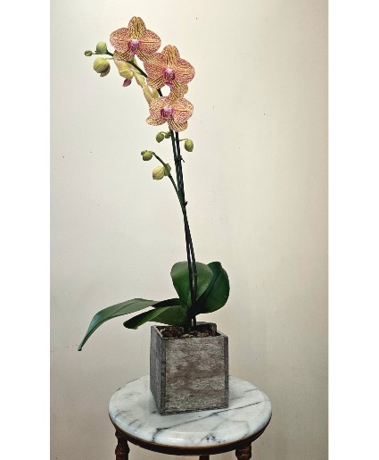 Sunset Lace Phalaenopsis Orchid