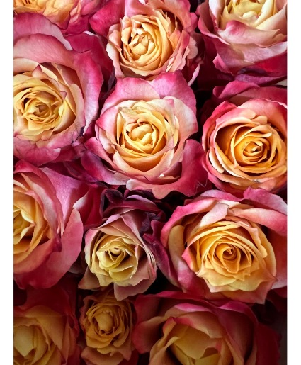 Sunset Roses