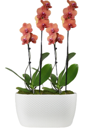 Sunset Skies Houseplant ~ Orchid Garden