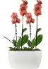 Sunset Skies Houseplant ~ Orchid Garden