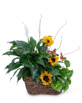 Sunshine and Butterflies Flower Arrangement