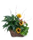 Sunshine and Butterflies Flower Arrangement