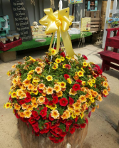 Sunshine Cali Hanging Basket Hanging Basket
