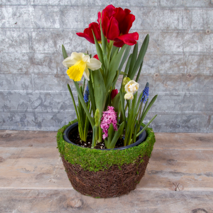 Watch It Grow Spring Bulb Garden