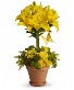 SOLD OUT Sunshine & Laughter    Floral Arrangement