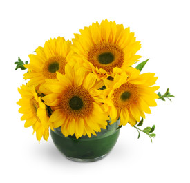 Sunshine Sunflowers 