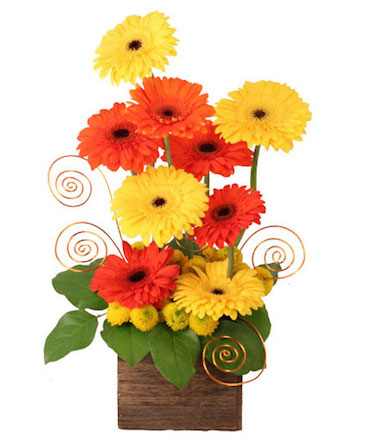 Sunup Gerberas Flower Arrangement in Goshen, IN | Wooden Wagon Floral Shoppe Inc.