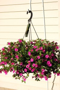 Superbell Hanging Pots