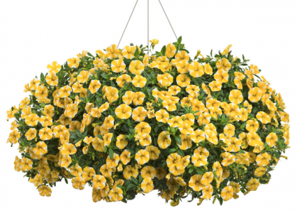 SUPERBELL LEMON SLICE HANGING BASKET