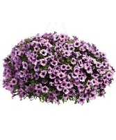 Supertunia  Hanging Basket * Avail. 1st week in May*