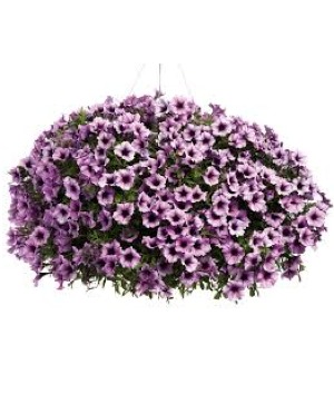 Supertunia  Hanging Basket * Avail. 1st week in May*