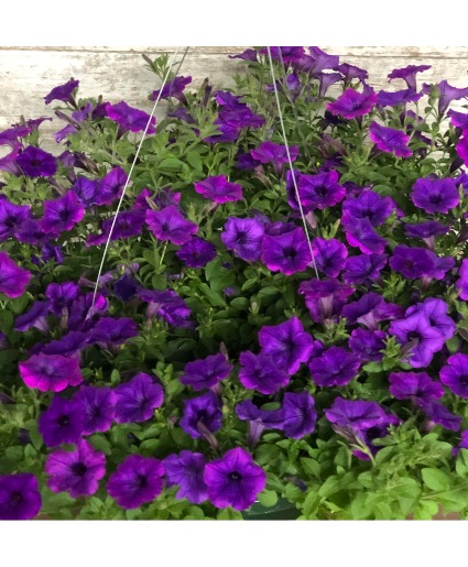 Supertunia Mini Vista Indigo Full Sun Hanging Basket 