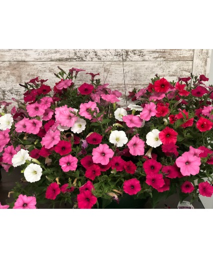 Supertunia Pink Mixed Hanging Basket Full Sun Hanging Basket 