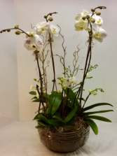 Supreme Orchid Garden 