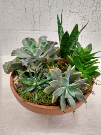 Supreme Succulent Garden Bowl 