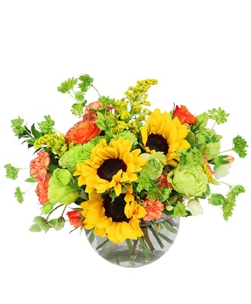 Supreme Sunflowers Floral Arrangement in Lewiston, ME | BLAIS FLOWERS & GARDEN CENTER