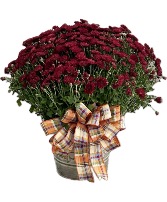 Sweater Weather Potted Mum Plant